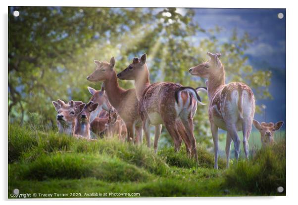 Majestic Deer Family Glistening in Sunlight Acrylic by Tracey Turner