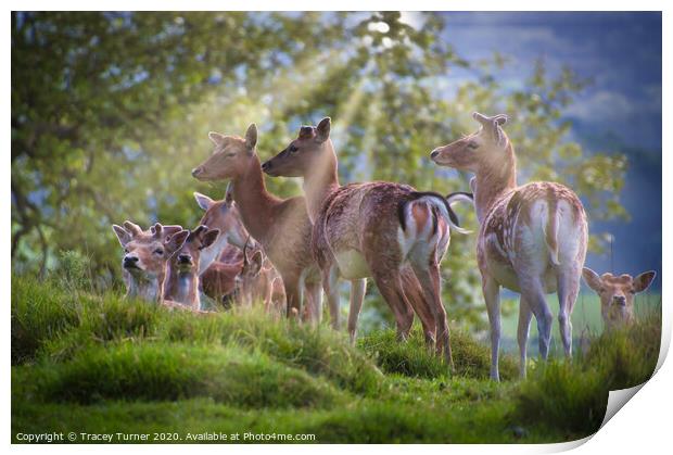 Majestic Deer Family Glistening in Sunlight Print by Tracey Turner