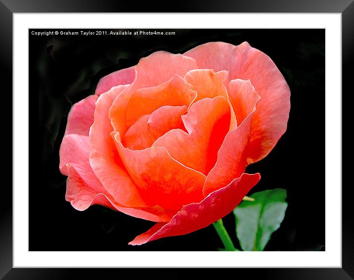 Blushing Beauty Framed Mounted Print by Graham Taylor