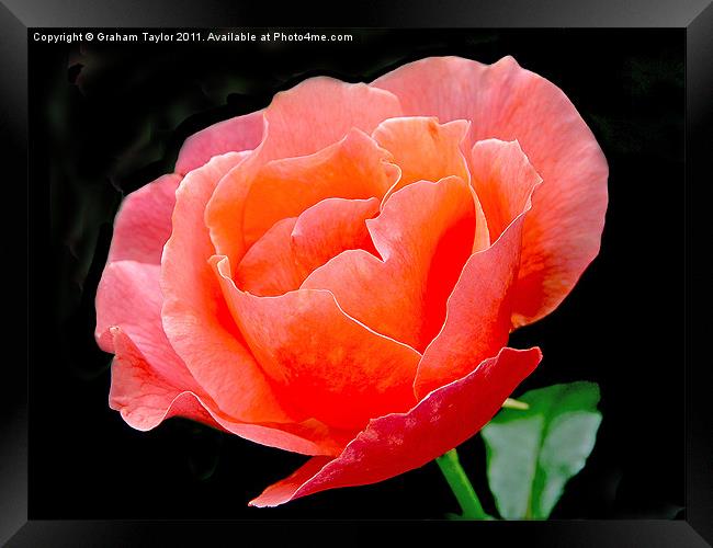 Blushing Beauty Framed Print by Graham Taylor