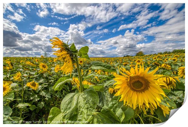 Golden Sea of Sunflowers Print by Tracey Turner