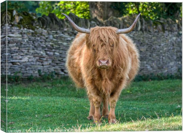 Highland Cow Canvas Print by Tracey Turner