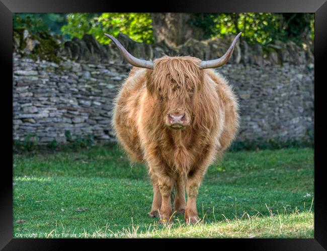 Highland Cow Framed Print by Tracey Turner