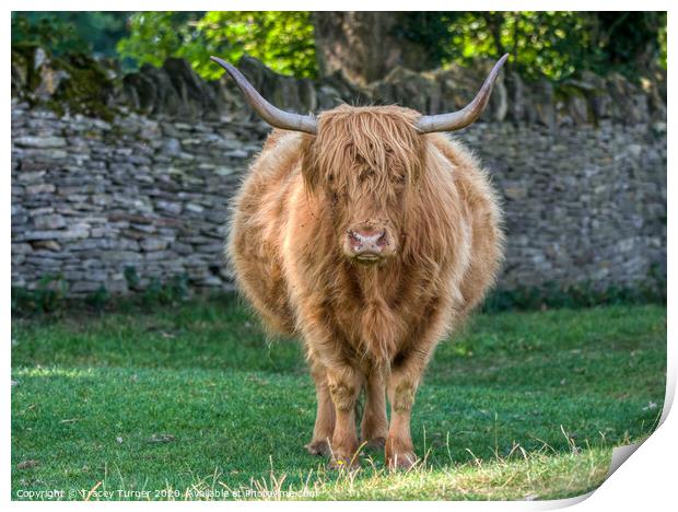 Highland Cow Print by Tracey Turner