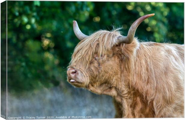 Highland Cow Canvas Print by Tracey Turner