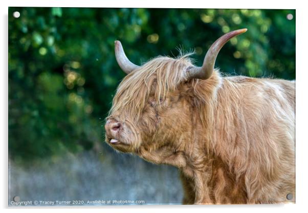 Highland Cow Acrylic by Tracey Turner
