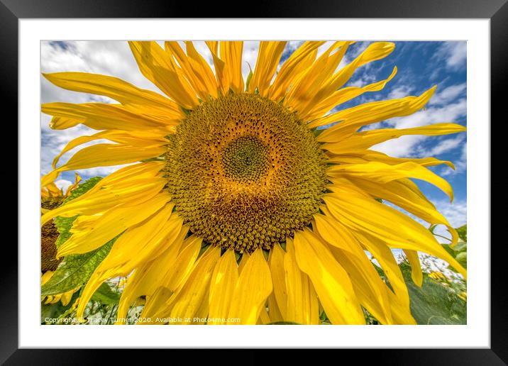 Sunflower Head Framed Mounted Print by Tracey Turner