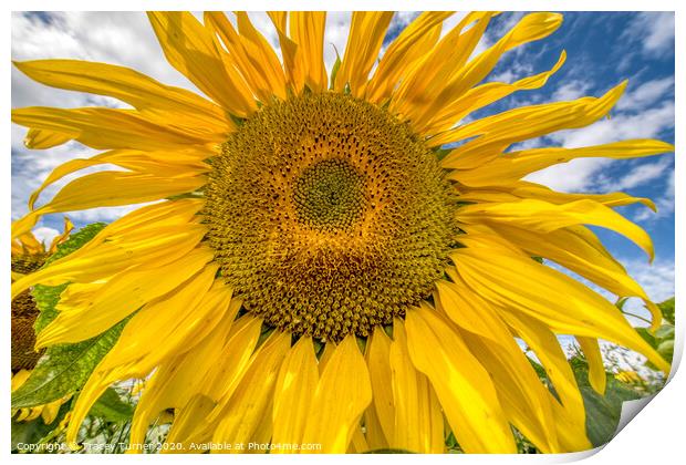 Sunflower Head Print by Tracey Turner