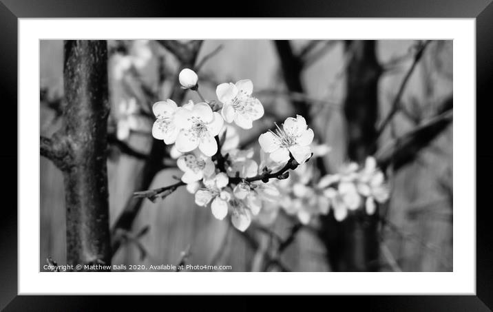 black and white blossom Framed Mounted Print by Matthew Balls