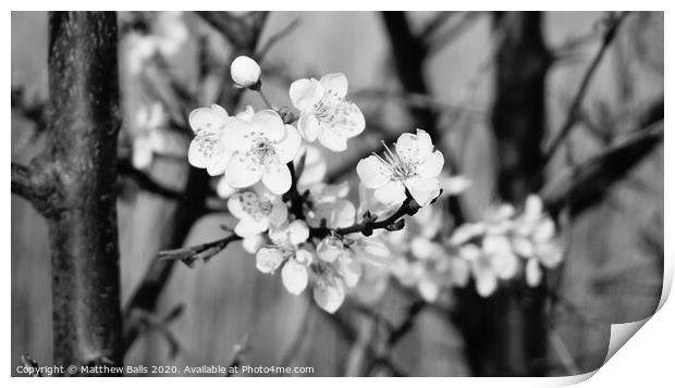 black and white blossom Print by Matthew Balls