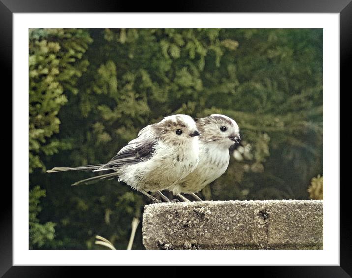 Two Little Dickie Birds Framed Mounted Print by Pauline Raine