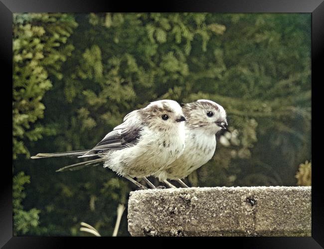 Two Little Dickie Birds Framed Print by Pauline Raine