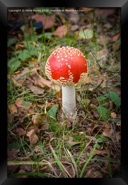 Faberge Toadstool Framed Print by Aimie Burley