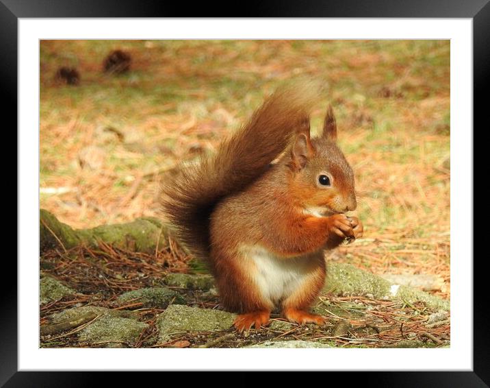 A squirrel eating seeds Framed Mounted Print by Pauline Raine