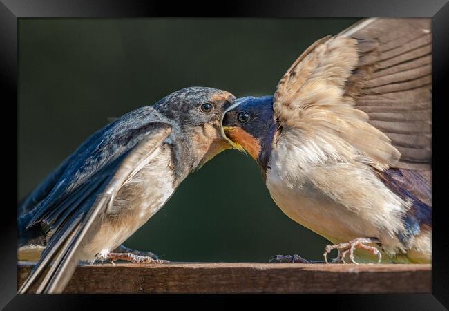 Swallows Feeding Framed Print by Ros Crosland