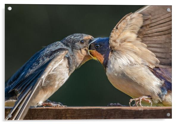 Swallows Feeding Acrylic by Ros Crosland