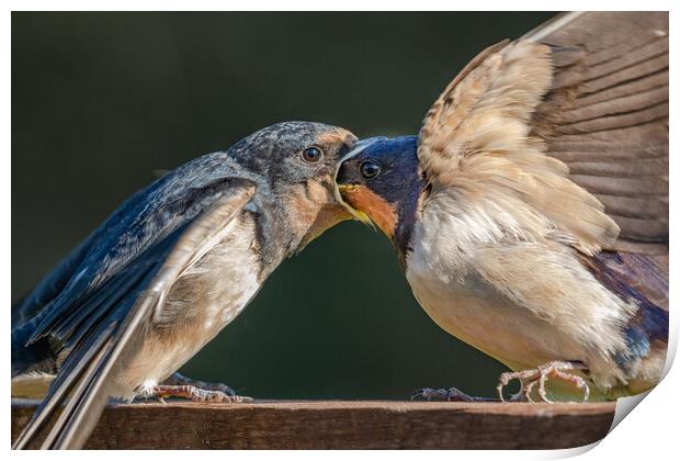 Swallows Feeding Print by Ros Crosland