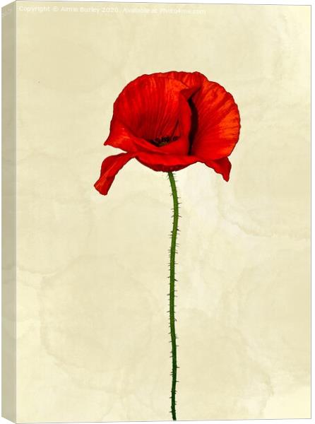Poppy Canvas Print by Aimie Burley