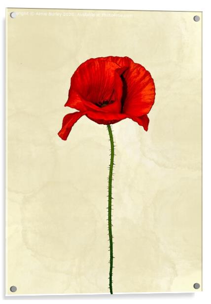 Poppy Acrylic by Aimie Burley
