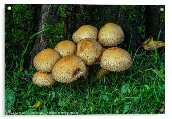 Mushrooms Acrylic by Jane Metters