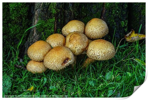 Mushrooms Print by Jane Metters