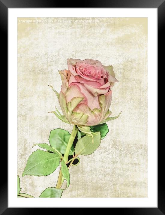 Painted Rose Framed Mounted Print by Aimie Burley