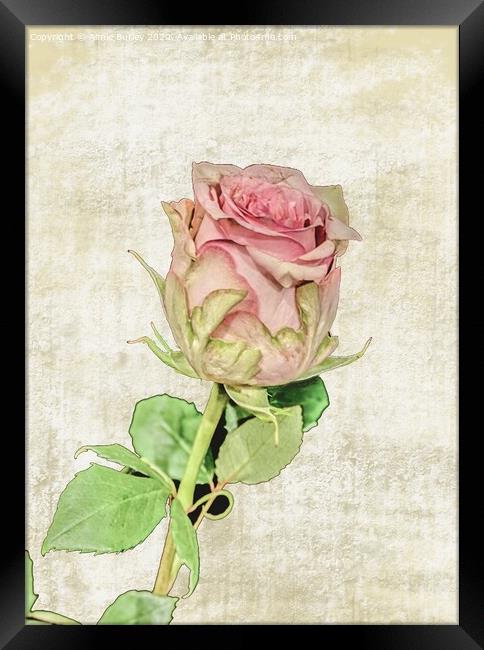 Painted Rose Framed Print by Aimie Burley