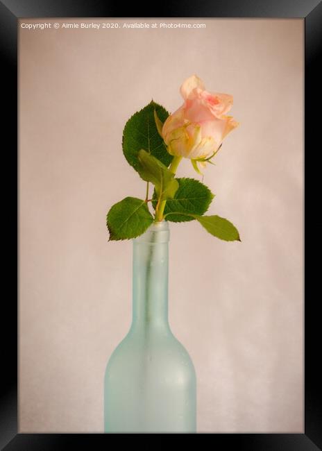 Rose in Bottle Framed Print by Aimie Burley