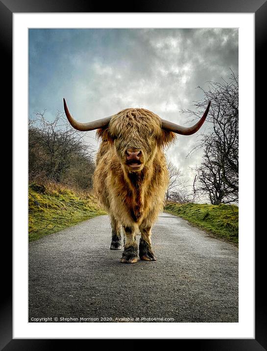 Highland Cow confrontation Framed Mounted Print by Stephen Morrison