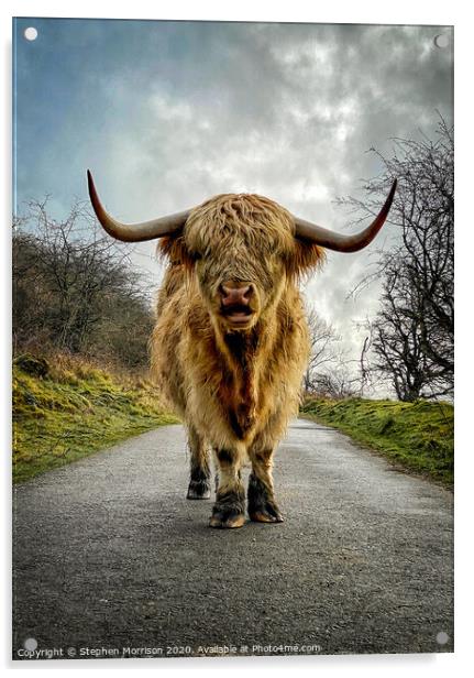 Highland Cow confrontation Acrylic by Stephen Morrison