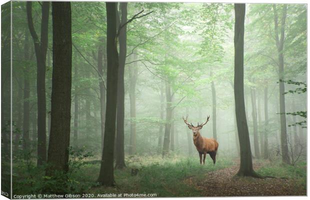 Red deer stag in Lush green fairytale growth concept foggy forest landscape image Canvas Print by Matthew Gibson