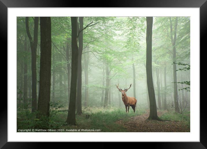 Red deer stag in Lush green fairytale growth concept foggy forest landscape image Framed Mounted Print by Matthew Gibson