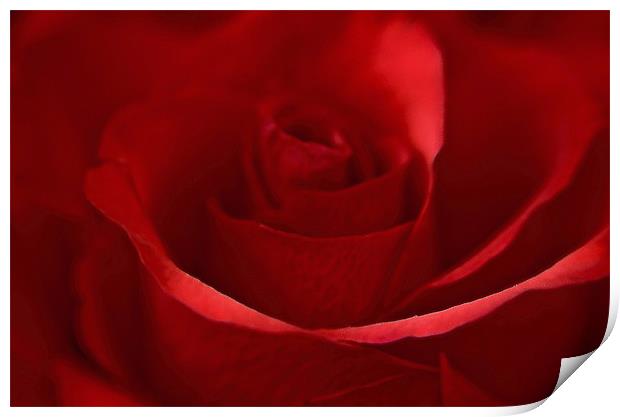 Dreamy Red Rose Print by Karen Martin