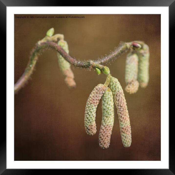 Contorted Hazel Framed Mounted Print by Pete Hemington