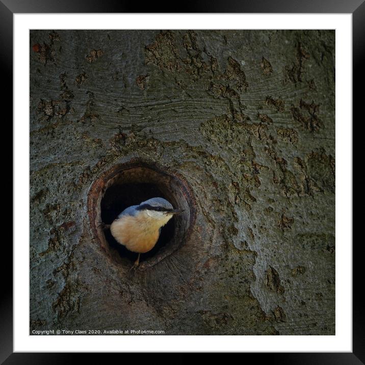 Tree clover Framed Mounted Print by Tony Claes