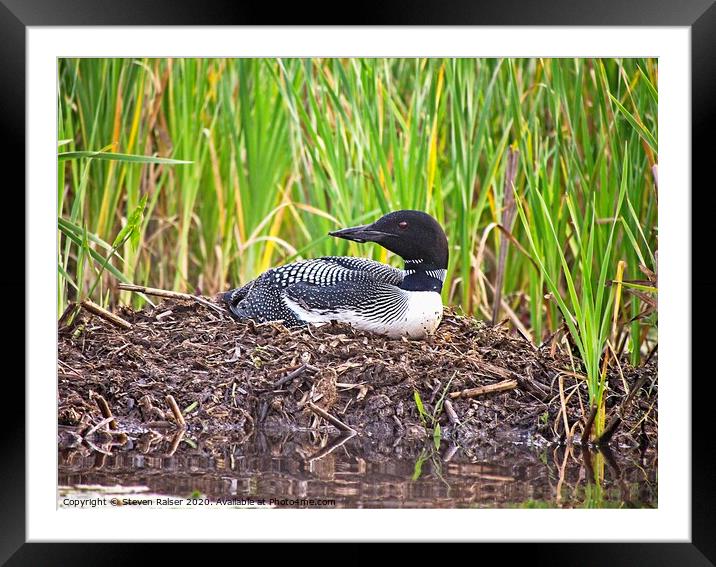 Loon on Nest, Central Mains Framed Mounted Print by Steven Ralser