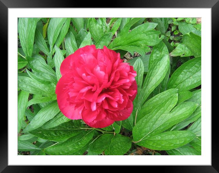Peony. Framed Mounted Print by Heather Goodwin
