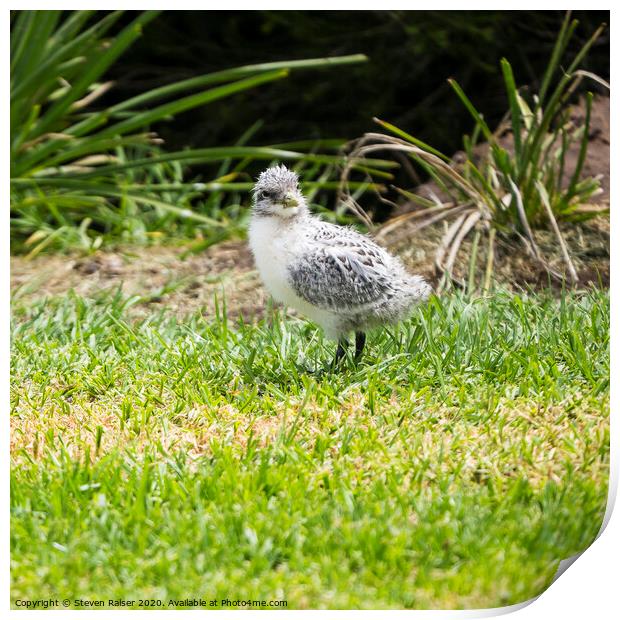 Crested Tern Chick - Montague Island - Australia  Print by Steven Ralser