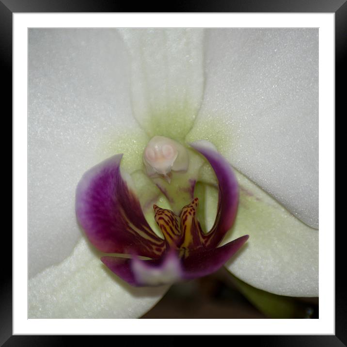 Orchid Centre Framed Mounted Print by Karen Martin