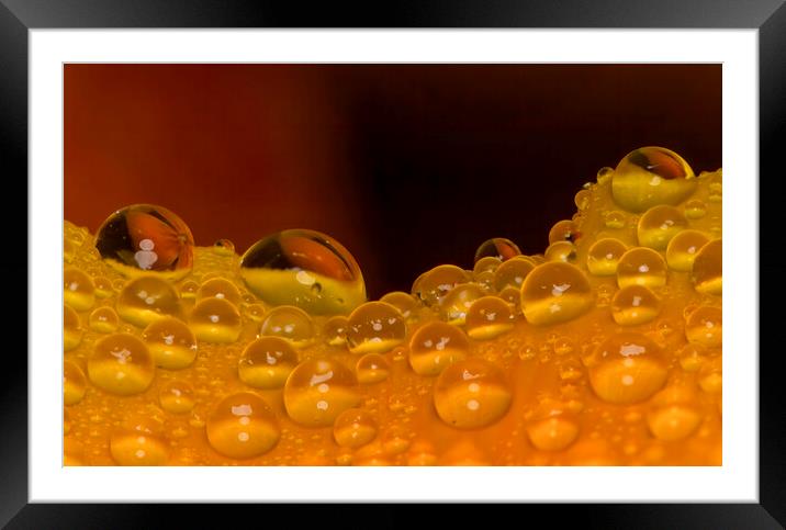 Floral Water Droplets Framed Mounted Print by Kelly Bailey