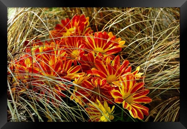 Wild Grass and Chrysanthemums Framed Print by Elaine Manley