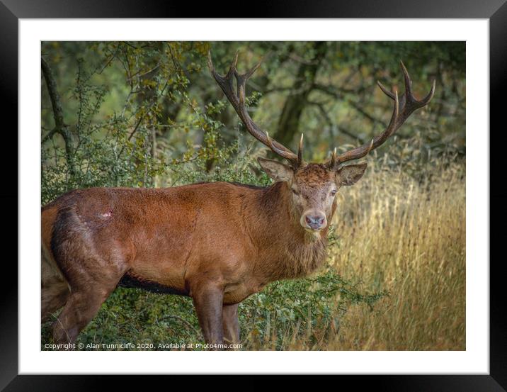 A deer stag standing in the grass Framed Mounted Print by Alan Tunnicliffe