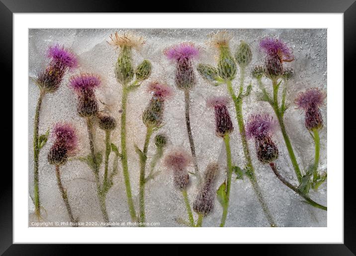 Field of Thistles Framed Mounted Print by Phil Buckle