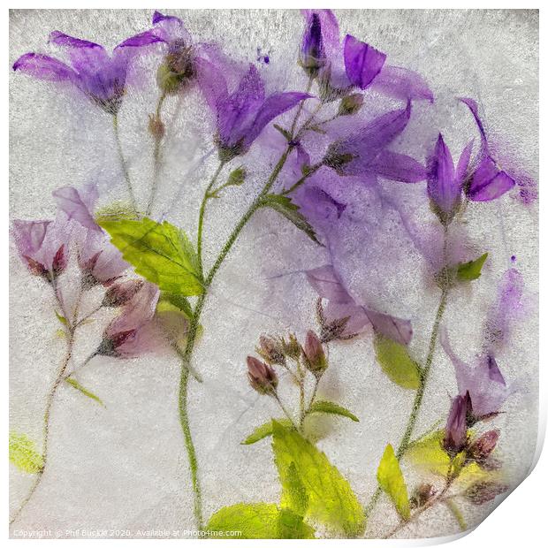 Campanula flowers encased in ice Print by Phil Buckle