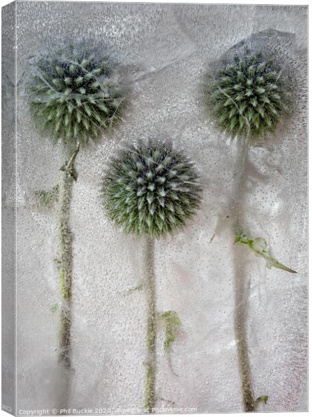 Globe Thistles Canvas Print by Phil Buckle