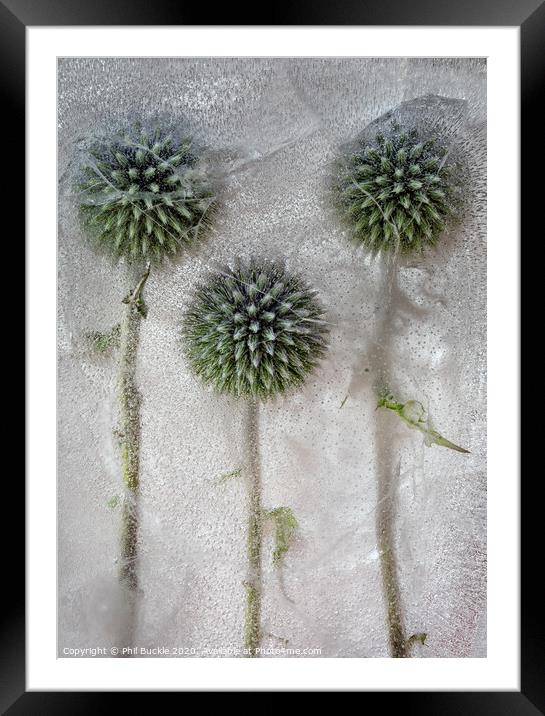 Globe Thistles Framed Mounted Print by Phil Buckle