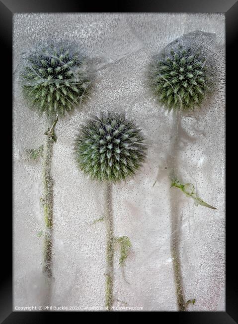Globe Thistles Framed Print by Phil Buckle
