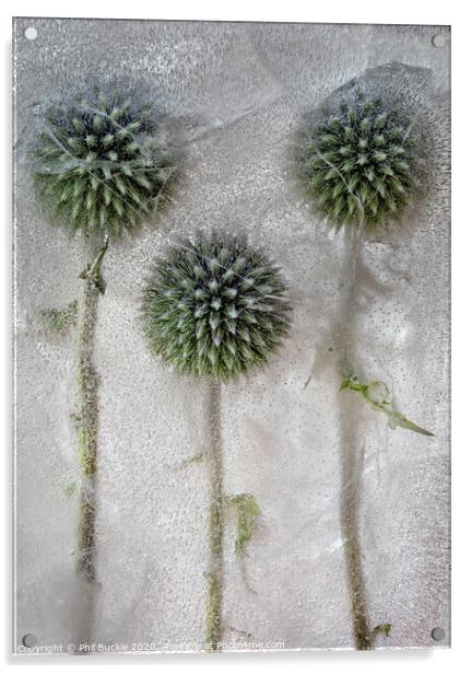 Globe Thistles Acrylic by Phil Buckle