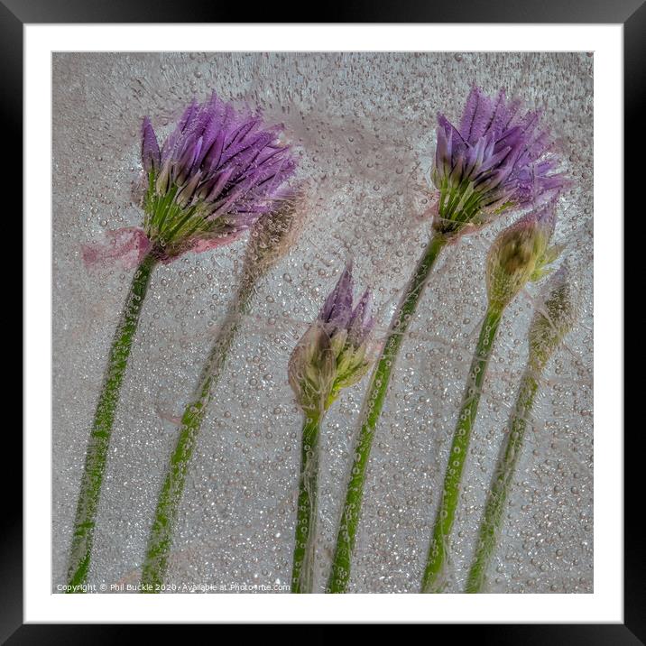 Chive Flowers Framed Mounted Print by Phil Buckle
