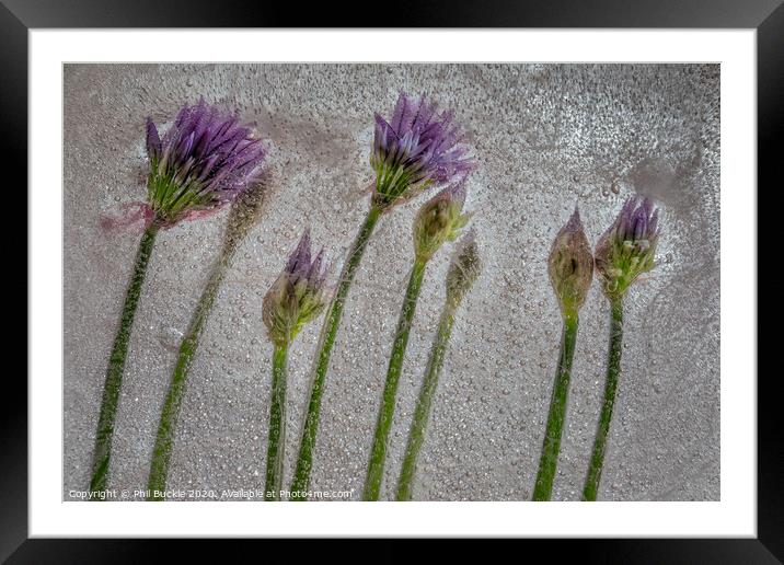 Chive Flowers Framed Mounted Print by Phil Buckle